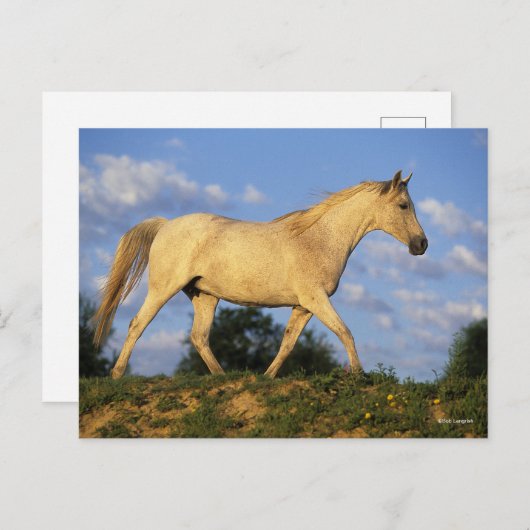 Bob Langrish | Grau Arab Walking Postkarte (Vorne/Hinten)