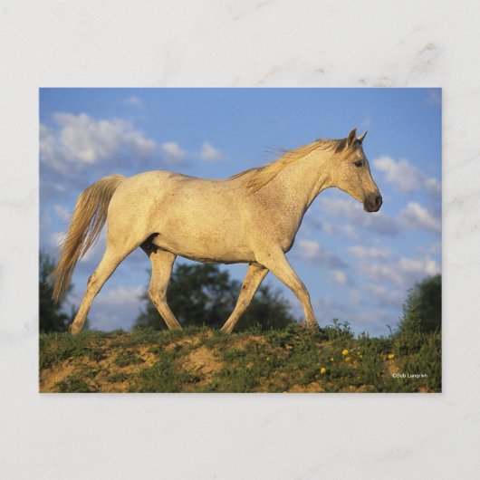 Bob Langrish | Grau Arab Walking Postkarte (Vorderseite)