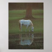 Bob Langrish | Grau-Arabische Grazing Water Reflec Poster (Vorne)