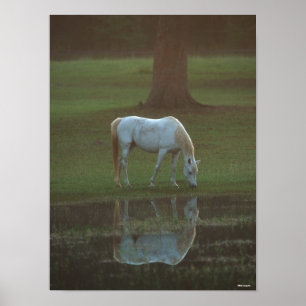 Bob Langrish   Grau-Arabische Grazing Water Reflec Poster