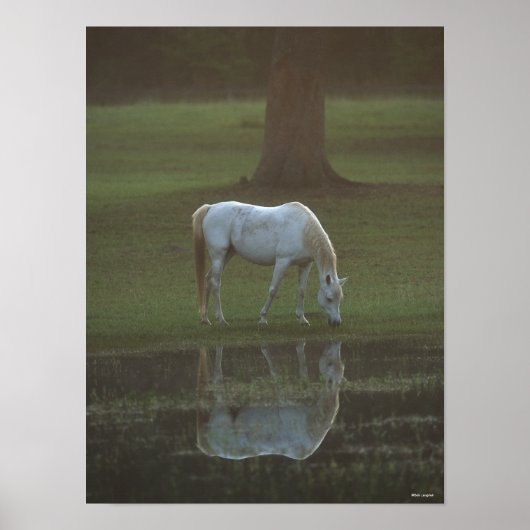 Bob Langrish | Grau-Arabische Grazing Water Reflec Poster (Vorne)