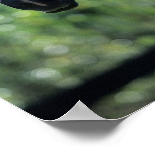 Bob Langrish Grau Niederländisch Warmblut Kopfsonn Poster (Ecke)