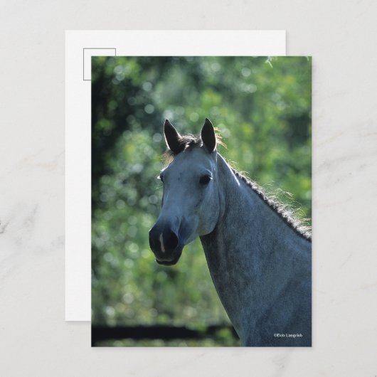Bob Langrish Grau Niederländisch Warmblut Kopfsonn Postkarte (Vorne/Hinten)