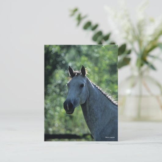 Bob Langrish Grau Niederländisch Warmblut Kopfsonn Postkarte (Stehend Vorderseite)