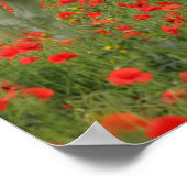 Bob Langrish | Grauarabisch in roten Blume stehend Poster (Ecke)