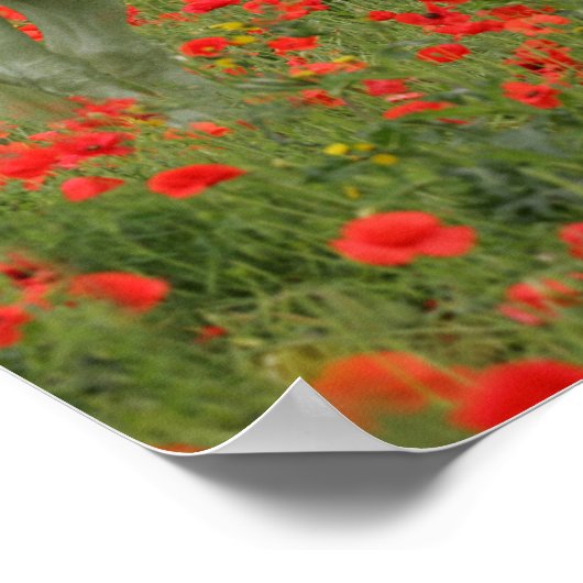 Bob Langrish | Grauarabisch in roten Blume stehend Poster (Ecke)