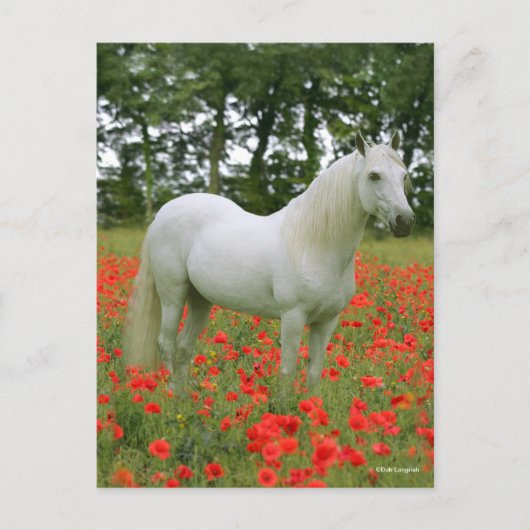 Bob Langrish | Grauarabisch in roten Blume stehend Postkarte (Vorderseite)