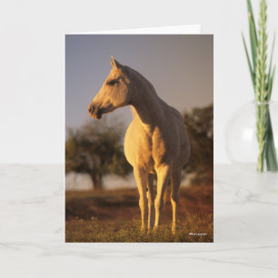 Bob Langrish   Grauarabisch Stehend Karte