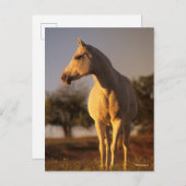 Bob Langrish | Grauarabisch Stehend Postkarte (Vorne/Hinten)