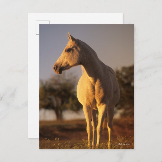 Bob Langrish | Grauarabisch Stehend Postkarte (Vorne/Hinten)