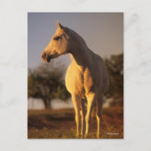 Bob Langrish | Grauarabisch Stehend Postkarte (Vorderseite)