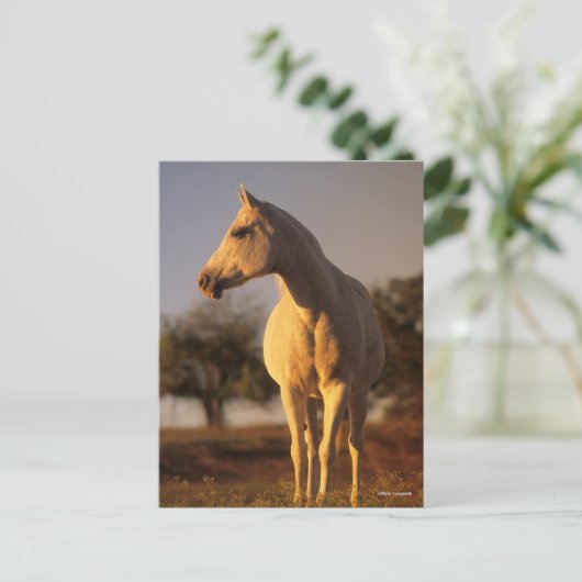 Bob Langrish | Grauarabisch Stehend Postkarte (Stehend Vorderseite)