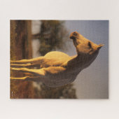 Bob Langrish | Grauarabisch Stehend Puzzle (Horizontal)