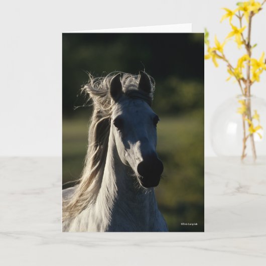 Bob Langrish | Graue andalusische Headshot Backlit Karte (Gelbe Blume)