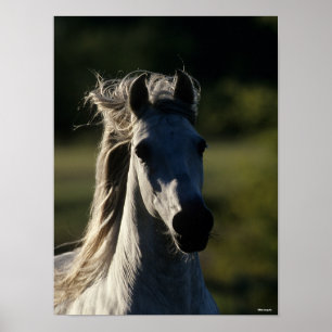 Bob Langrish   Graue andalusische Headshot Backlit Poster