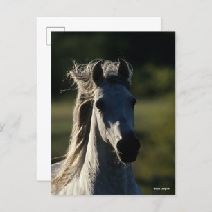 Bob Langrish   Graue andalusische Headshot Backlit Postkarte