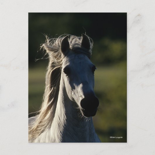 Bob Langrish | Graue andalusische Headshot Backlit Postkarte (Vorderseite)