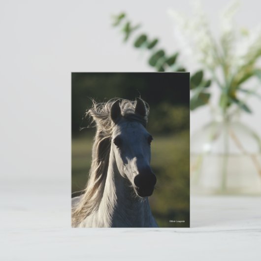 Bob Langrish | Graue andalusische Headshot Backlit Postkarte (Stehend Vorderseite)