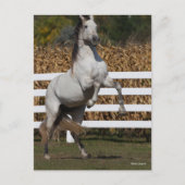 Bob Langrish | Graue andalusische Hengstzucht Postkarte (Vorderseite)