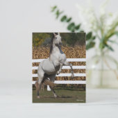 Bob Langrish | Graue andalusische Hengstzucht Postkarte (Stehend Vorderseite)