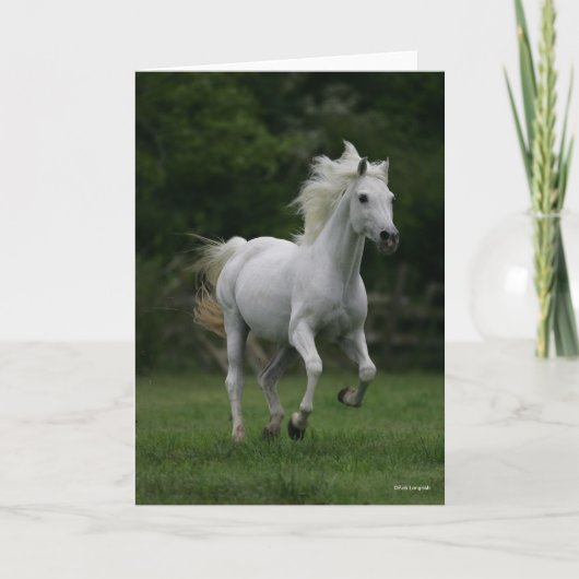 Bob Langrish | Graue arabische Running Mane Flows Karte (Vorderseite)