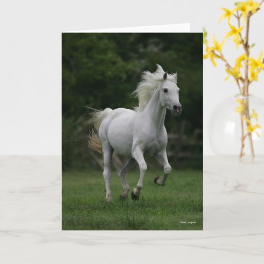 Bob Langrish | Graue arabische Running Mane Flows Karte (Gelbe Blume)