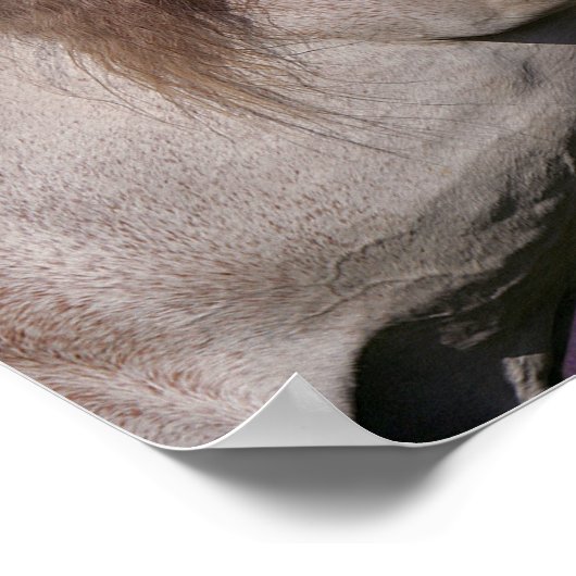 Bob Langrish | Graue Einhornzucht Poster (Ecke)