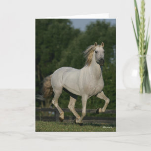 Bob Langrish   Grauer andalusischer Running Karte