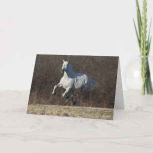 Bob Langrish   Grauer andalusischer Running Karte