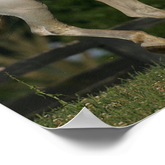 Bob Langrish | Grauer andalusischer Running Poster (Ecke)