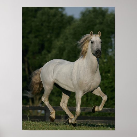 Bob Langrish | Grauer andalusischer Running Poster (Vorne)