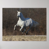 Bob Langrish | Grauer andalusischer Running Poster (Vorne)