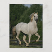 Bob Langrish | Grauer andalusischer Running Postkarte (Vorderseite)