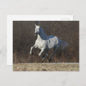 Bob Langrish | Grauer andalusischer Running Postkarte (Vorne/Hinten)