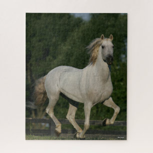Bob Langrish   Grauer andalusischer Running Puzzle