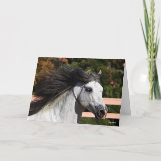 Bob Langrish | Grauer andalusischer Stallion Heads Karte (Vorderseite)