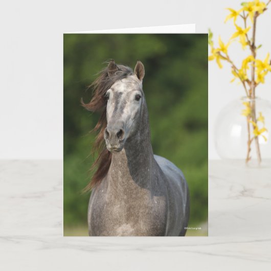 Bob Langrish | Grauer andalusischer Stallion Heads Karte (Gelbe Blume)