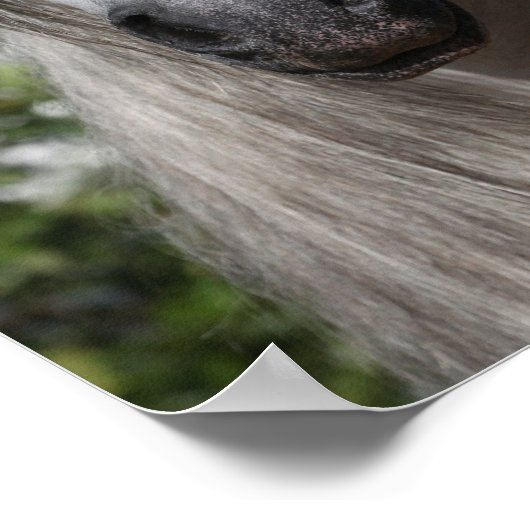 Bob Langrish | Grauer andalusischer Stallion-Heads Poster (Ecke)