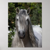 Bob Langrish | Grauer andalusischer Stallion-Heads Poster (Vorne)