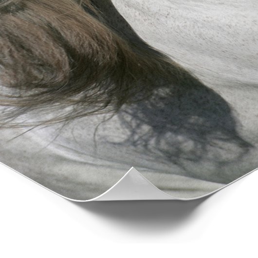 Bob Langrish | Grauer andalusischer Stallion Heads Poster (Ecke)