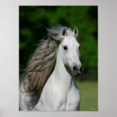 Bob Langrish | Grauer andalusischer Stallion Heads Poster (Vorne)