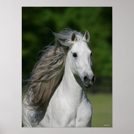 Bob Langrish | Grauer andalusischer Stallion Heads Poster (Vorne)