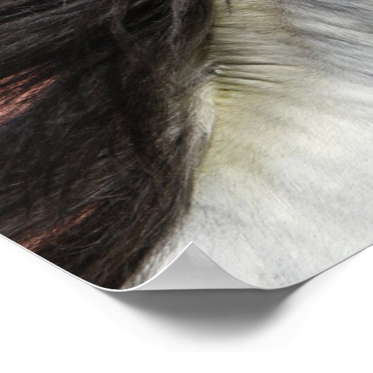 Bob Langrish | Grauer andalusischer Stallion Heads Poster (Ecke)