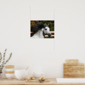 Bob Langrish | Grauer andalusischer Stallion Heads Poster (Küche)
