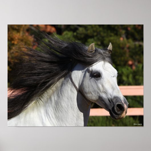 Bob Langrish | Grauer andalusischer Stallion Heads Poster (Vorne)