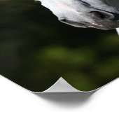Bob Langrish | Grauer andalusischer Stallion Heads Poster (Ecke)