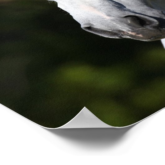 Bob Langrish | Grauer andalusischer Stallion Heads Poster (Ecke)