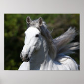 Bob Langrish | Grauer andalusischer Stallion Heads Poster (Vorne)