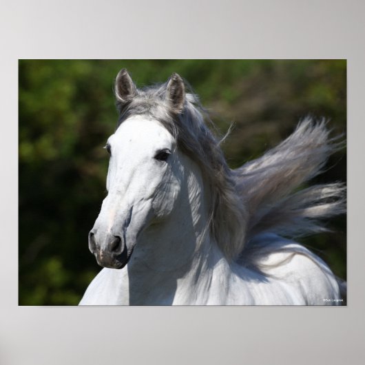 Bob Langrish | Grauer andalusischer Stallion Heads Poster (Vorne)