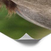 Bob Langrish | Grauer andalusischer Stallion Heads Poster (Ecke)